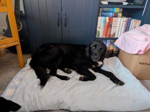 Sanfte Polly sucht ihr Für-Immer-Zuhause