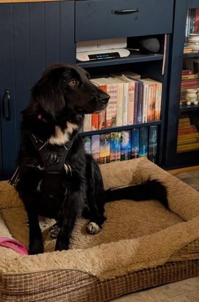 Sanfte Polly sucht ihr Für-Immer-Zuhause