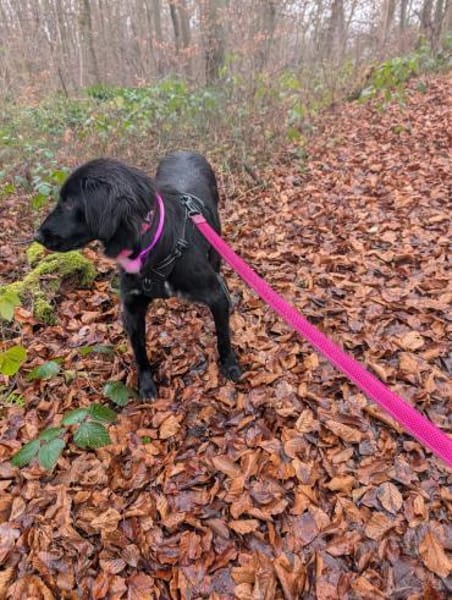 Sanfte Polly sucht ihr Für-Immer-Zuhause