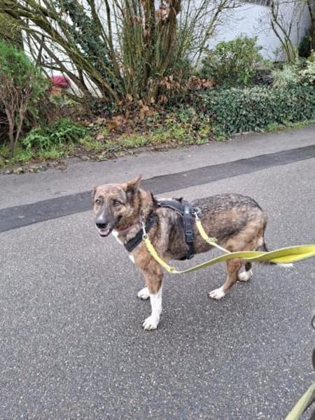 Schöne Emma sucht ein zu Hause