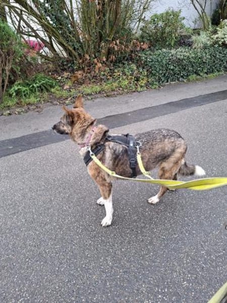 Schöne Emma sucht ein zu Hause