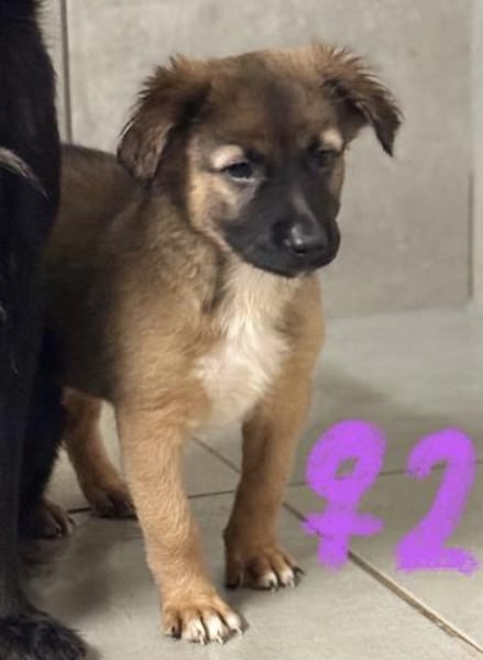 Süße Mischlingswelpen