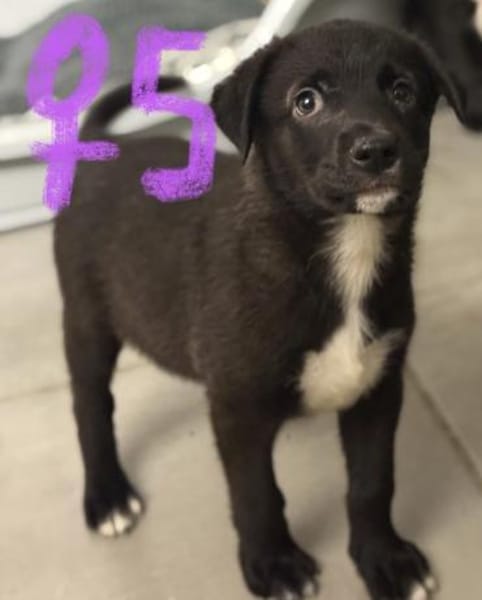 Süße Mischlingswelpen