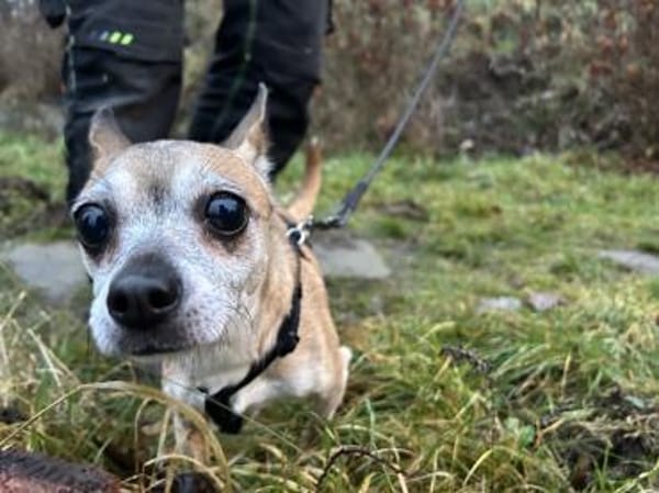 Lisi  die kleine Prinzessin mit großem