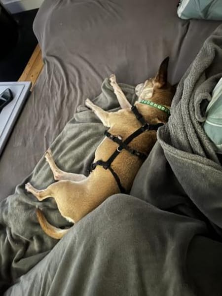 Lisi  die kleine Prinzessin mit großem