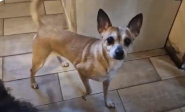 Lisi  die kleine Prinzessin mit großem