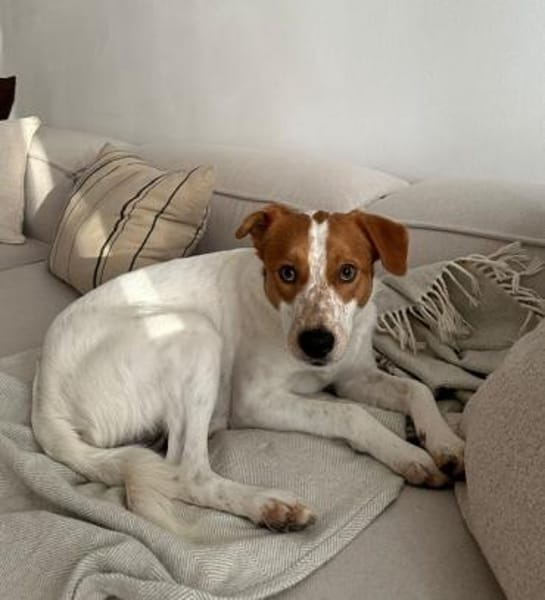 Benschi, geb. 01/2025, 60528 Frankfurt