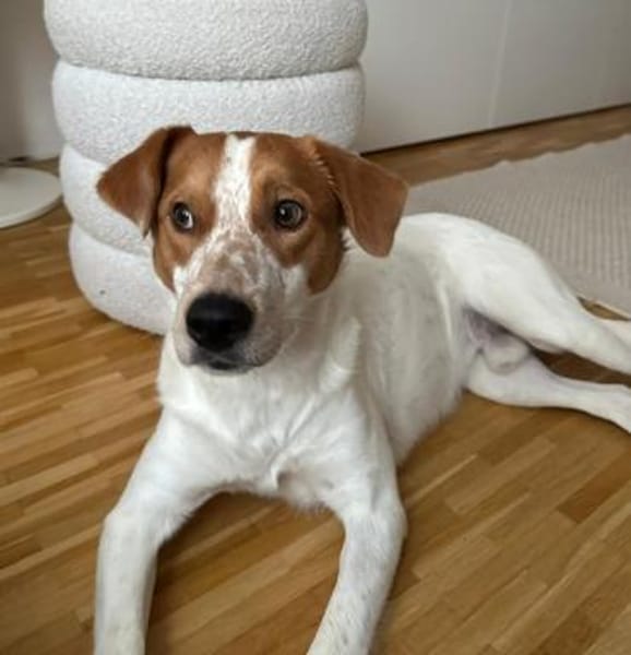 Benschi, geb. 01/2025, 60528 Frankfurt