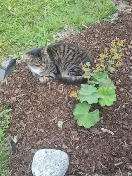 Einzelprinz Gimli sucht sein Königreich