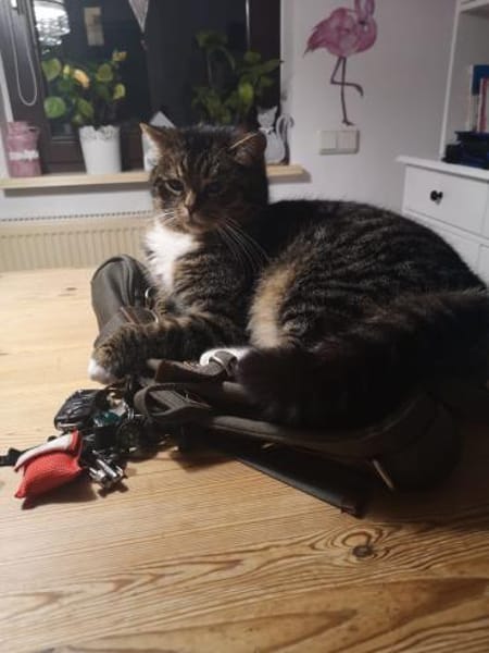 Einzelprinz Gimli sucht sein Königreich