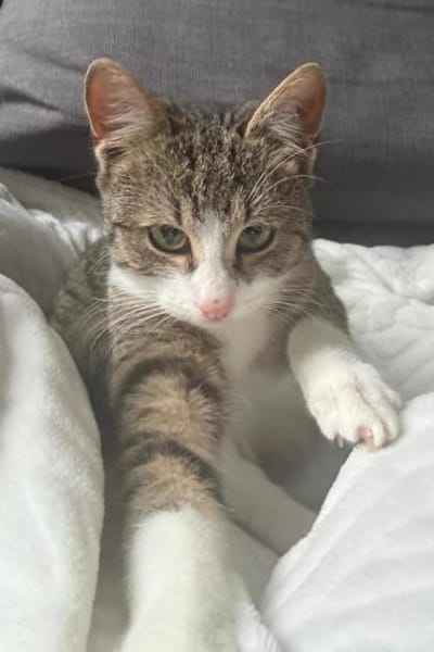 Joey & Olli 💗 warten in 44809 Bochum