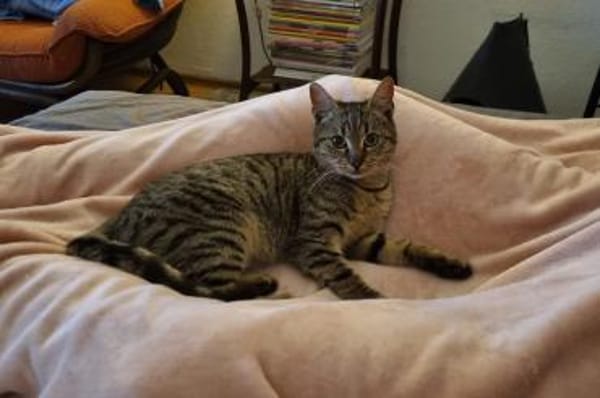 Joey & Olli 💗 warten in 44809 Bochum