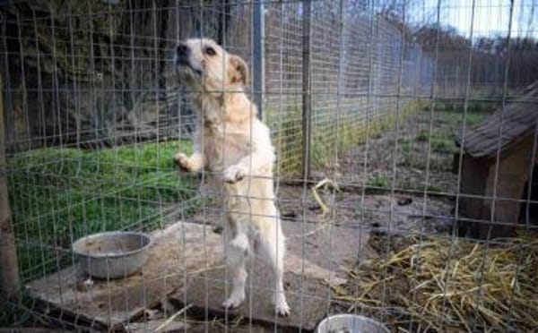 Leano wartet schon auf dich!