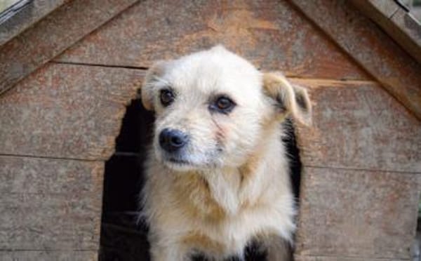 Leano wartet schon auf dich!