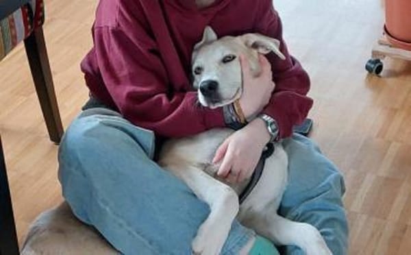 Zuhause gesucht für Nora