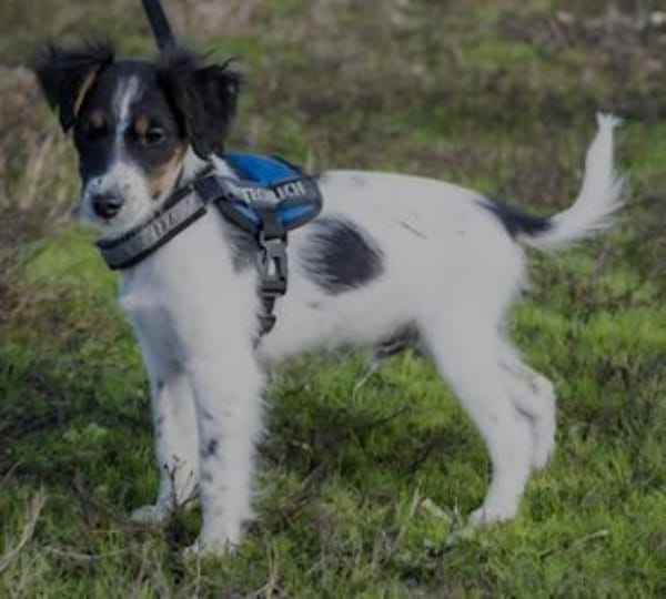 Niedlicher kleiner Firka