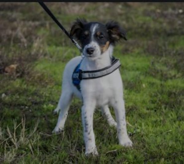 Niedlicher kleiner Firka