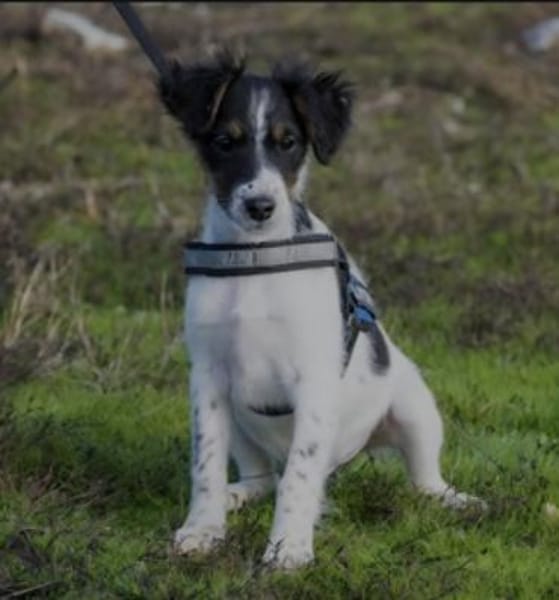 Niedlicher kleiner Firka