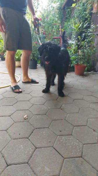 Hunter sucht sein liebevolles Zuhause