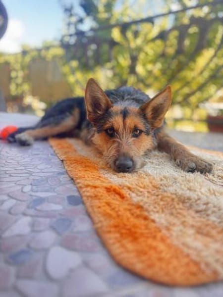 Jessy sucht ihr liebevolles Zuhause