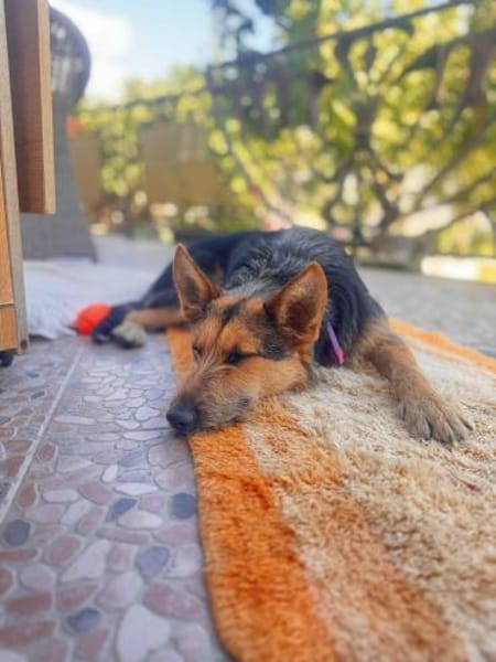 Jessy sucht ihr liebevolles Zuhause