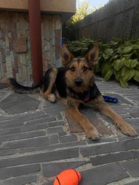 Jessy sucht ihr liebevolles Zuhause