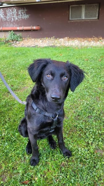 Bari, aktive Labrador Mix Hündin