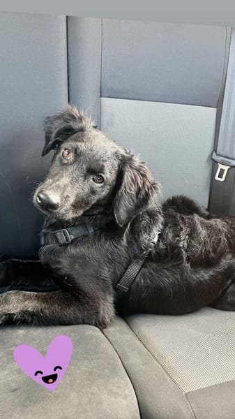 Bari, aktive Labrador Mix Hündin