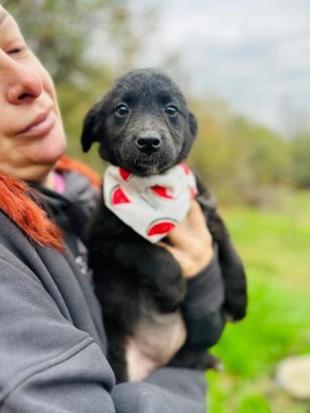 Kleine PUDEL-Mix-Mädchen suchen 1Zuhause