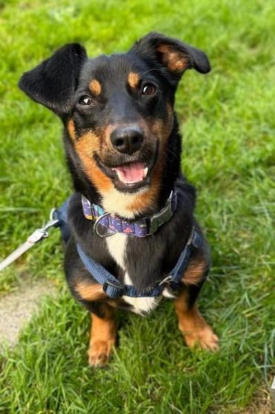 Notfell MAMBO  Dackelmischling mit Hand