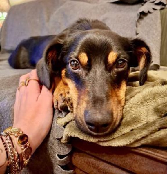 Notfell MAMBO  Dackelmischling mit Hand