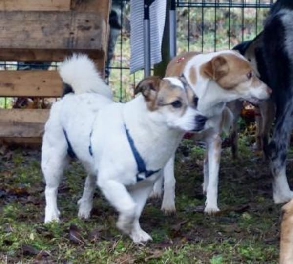 Nacho, verspielt, verschmust, freundlich