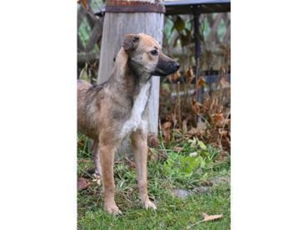 Tami - wartet in 99441 Kromsdorf