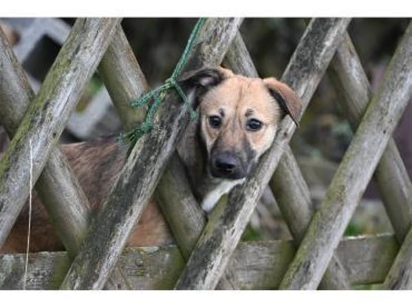 Tami - wartet in 99441 Kromsdorf