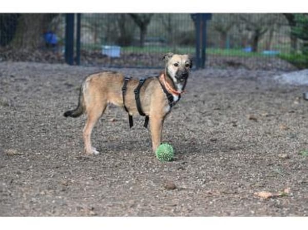 Tami - wartet in 99441 Kromsdorf