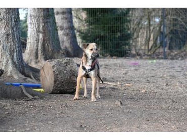 Tami - wartet in 99441 Kromsdorf