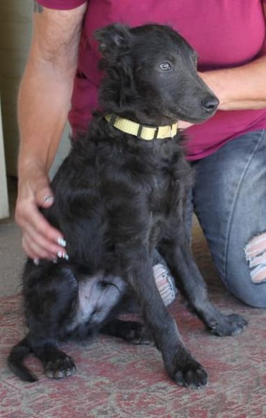 Sanfter Szike in 38268 Lengede-Broistedt