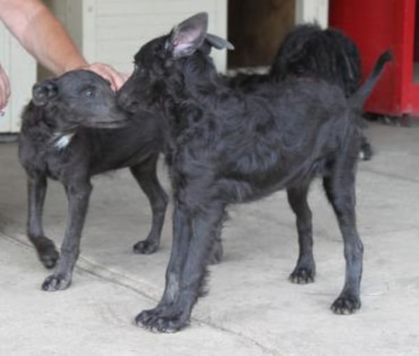 Sanfter Szike in 38268 Lengede-Broistedt