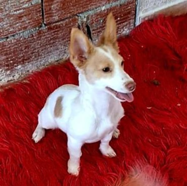 Eve - quirliges Hundemädel (Köln)