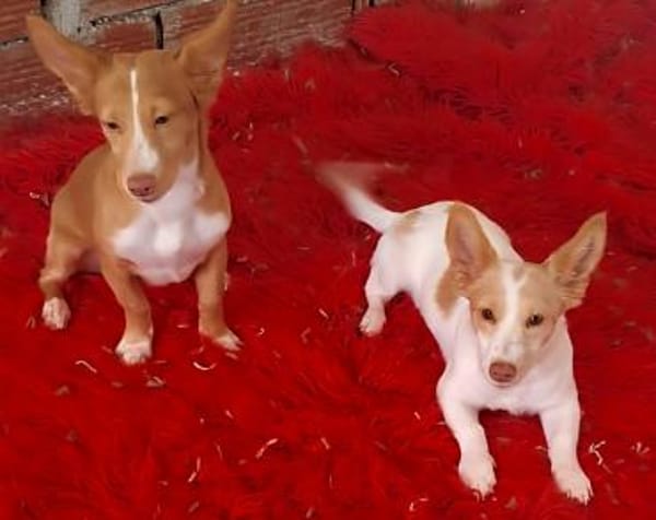 Eve - quirliges Hundemädel (Köln)