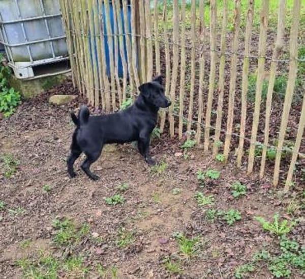 Sonnenschein SUSAN sucht ihr Zuhause