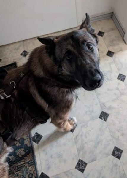 Max, schöner Schäferhund sucht Zuhause
