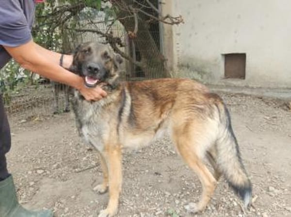 Max, schöner Schäferhund sucht Zuhause