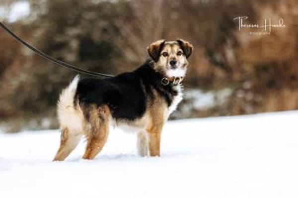 Amis sucht Zuhause  oder Pflegestelle