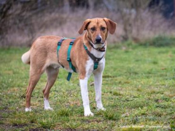 Perro ist freundlich und neugierig