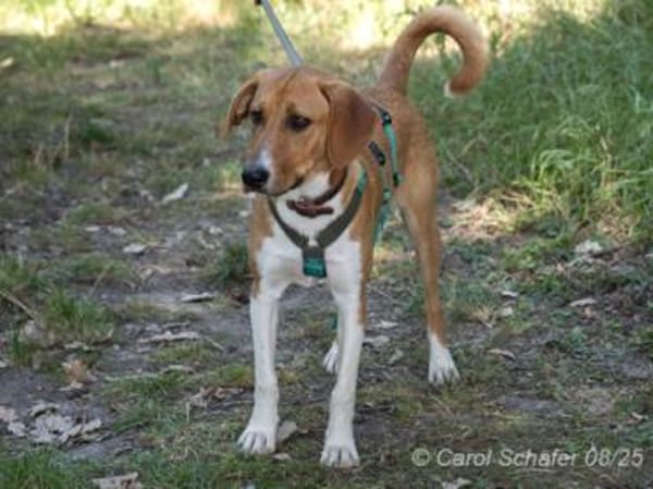 Perro ist freundlich und neugierig