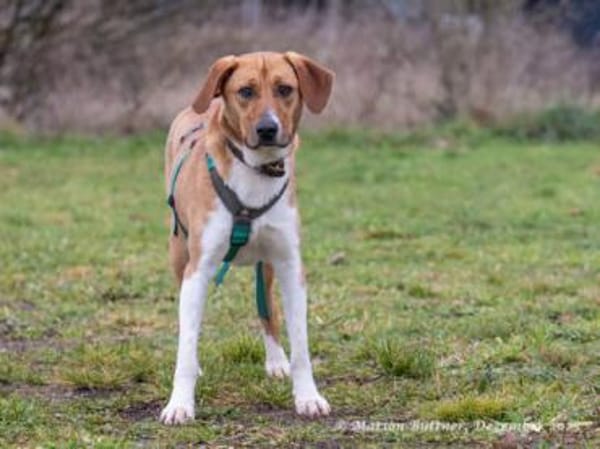 Perro ist freundlich und neugierig