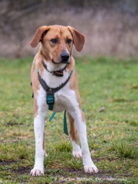 Perro ist freundlich und neugierig