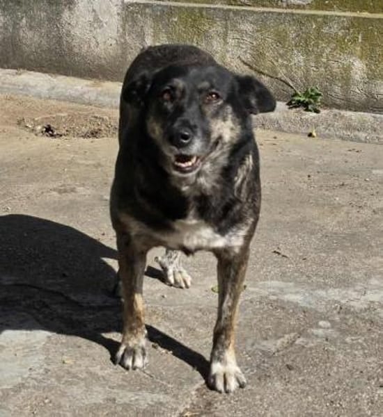 Lulu, freundliche Hündin sucht Familie