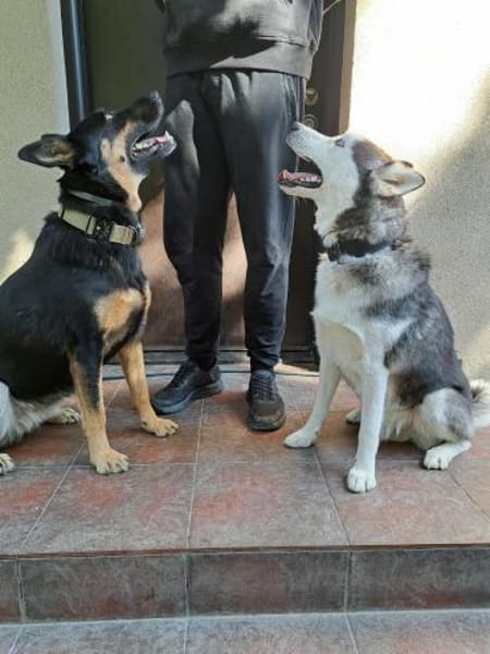 Rust, lieber Husky sucht neues Zuhause